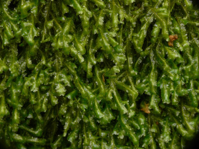 Homalia trichomanoides - Trubbfjdermossa - Blunt Feather-moss