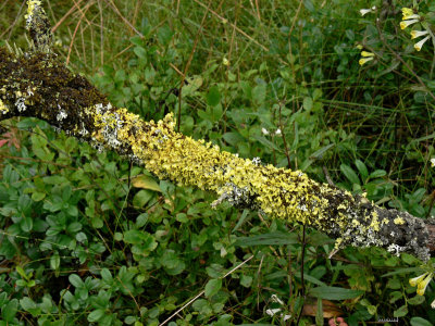 Granlav - Vulpicida pinastri - Powdered sunshine lichen