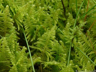 Ptilium crista-castrensis - Kammossa - Ostrich-plume Feather-moss