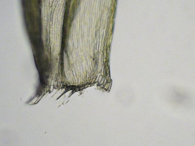 Ptilium crista-castrensis - Kammossa - Ostrich-plume Feather-moss