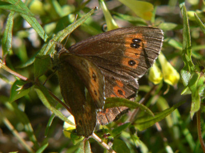 Skogsgrsfjaril - Erebia ligea - Arran Brown