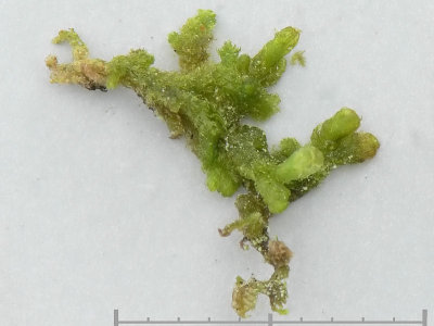 Ptilidium