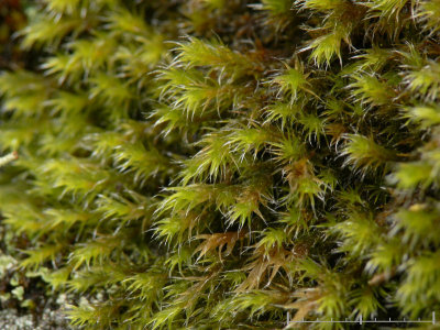 Racomitrium heterostichum - Bergraggmosssa - Bristly Fringe-moss