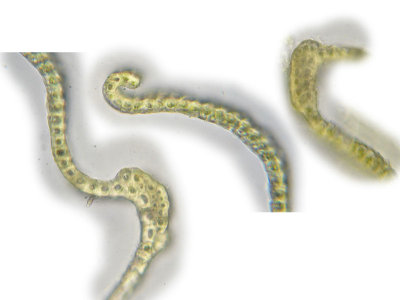 Racomitrium heterostichum - Bergraggmosssa - Bristly Fringe-moss