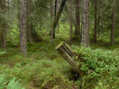 Tetraphis pellucida - Fyrtandsmossa - Pellucid Four-tooth Moss