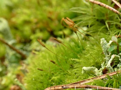 Tetraphis pellucida - Fyrtandsmossa - Pellucid Four-tooth Moss