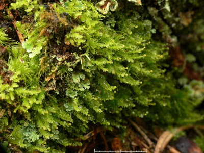 Tetraphis pellucida - Fyrtandsmossa - Pellucid Four-tooth Moss