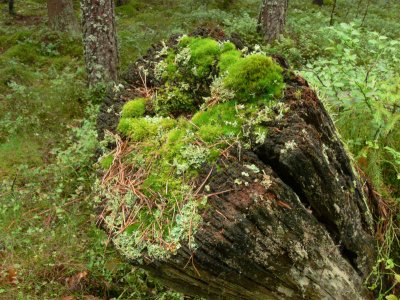 Dicranum flagellare - Flagellkvastmossa - Whip Fork-moss