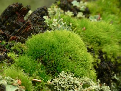 Dicranum flagellare - Flagellkvastmossa - Whip Fork-moss