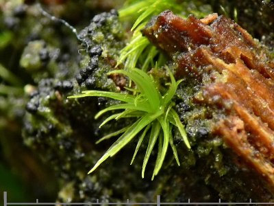 Dicranum flagellare - Flagellkvastmossa - Whip Fork-moss