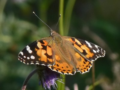 Tistelfjäril - Cynthia cardui - Painted Lady