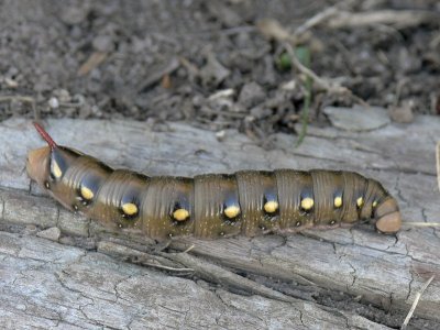 Brunsprötad skymningssvärmare - Hyles gallii - Bedstraw Hawk-moth