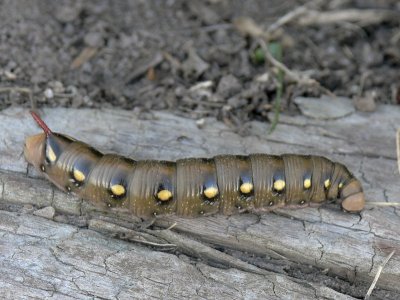 Brunsprtad skymningssvrmare - Hyles gallii - Bedstraw Hawk-moth