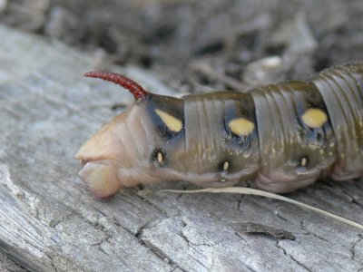 Brunsprtad skymningssvrmare - Hyles gallii - Bedstraw Hawk-moth