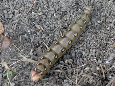 Brunsprötad skymningssvärmare - Hyles gallii - Bedstraw Hawk-moth