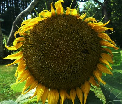 Serious New York sunflower