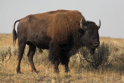 Bison