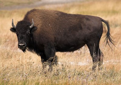 Bison