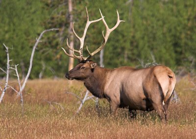 Bull Elk