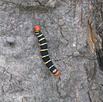 Caterpillar