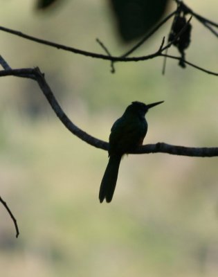 Jacamar