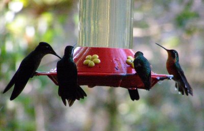Female White-throated Mountain Gem
