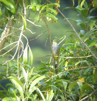 Silky Flycatcher