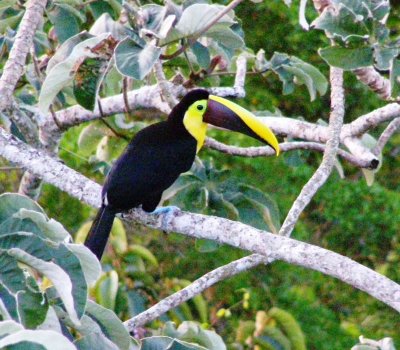 Chestnut-mandibled Toucan