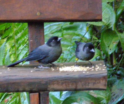 Yellow-Thighed Brush Finch
