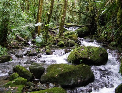 Mountain Stream