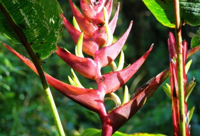 Heliconia