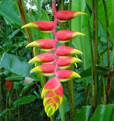 Heliconia