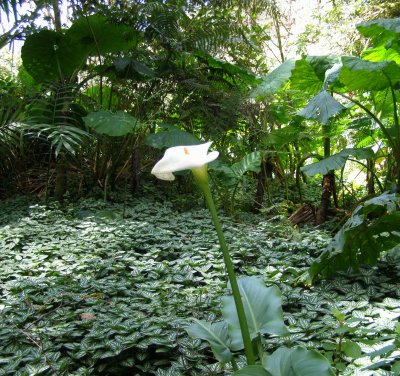Calla