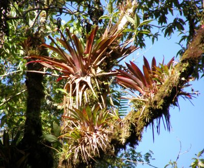 Epiphytes