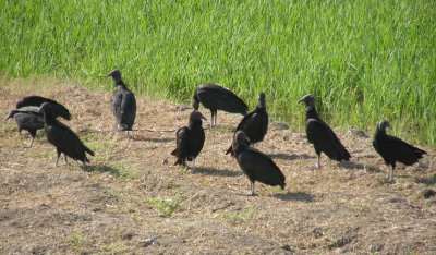 Black Vultures