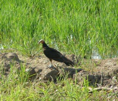Lesser Yellow-Headed Vulture