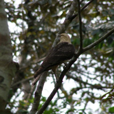 Yellow-Headed Caracara