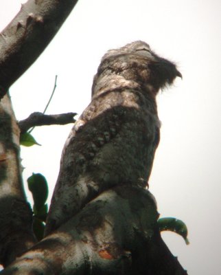 Great Potoo