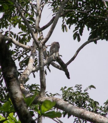 Great Potoo looking like a tree