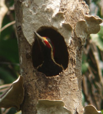 Lineated Woodpecker