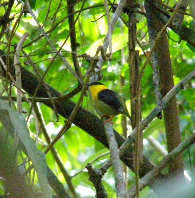 Golden-collared Manakin