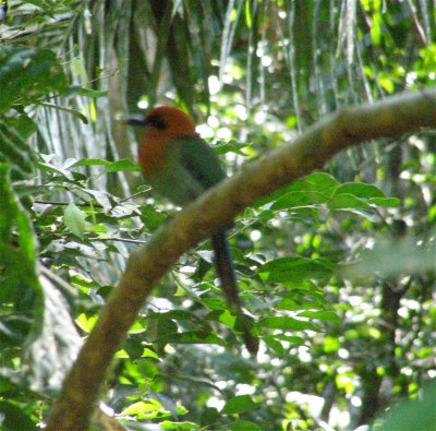 Broad-billed Motmot