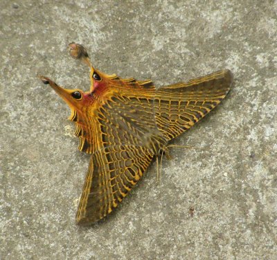 Moth