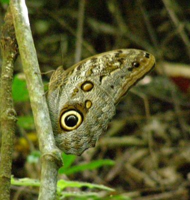 Owl Butterfly