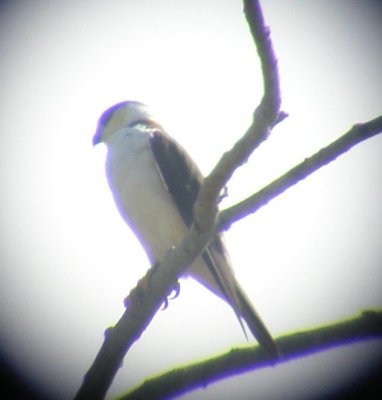 Pearl Kite
