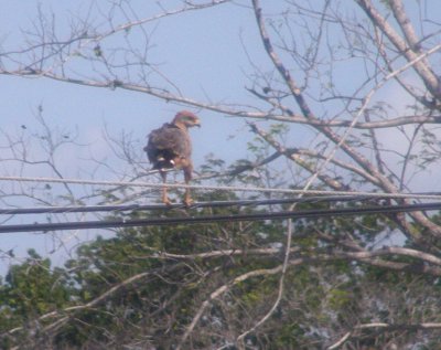 Savanna Hawk