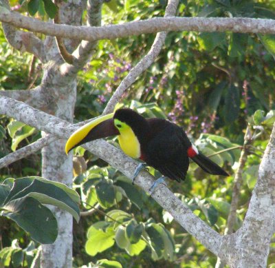 Chestnut-mandibled Toucan
