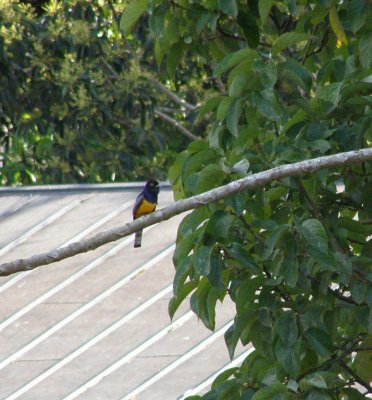 Violaceous Trogon