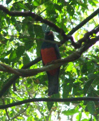 Slaty-tailed Trogon