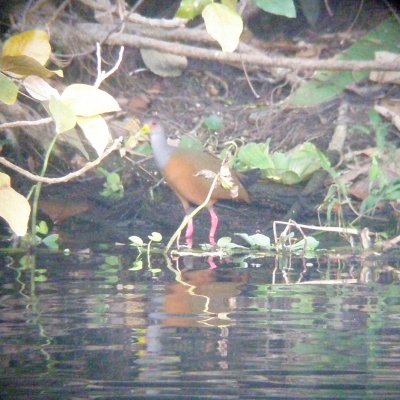 Gray-Necked Wood-Rail